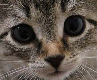 Image Link For Come educare i gatti alla lettiera