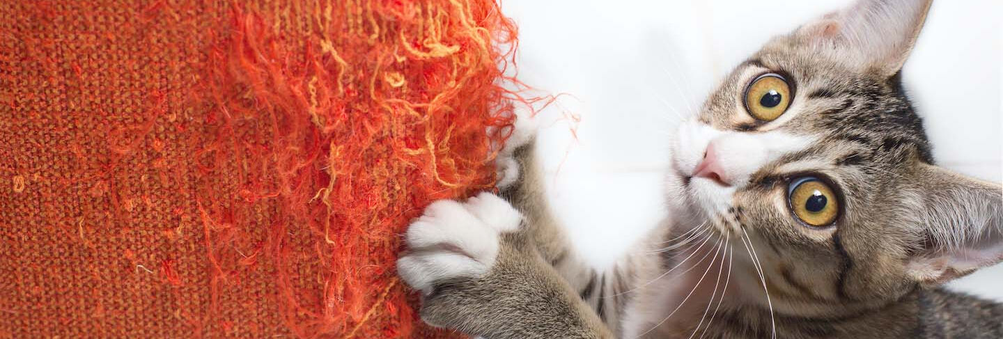 Come proteggere il divano dai graffi del gatto