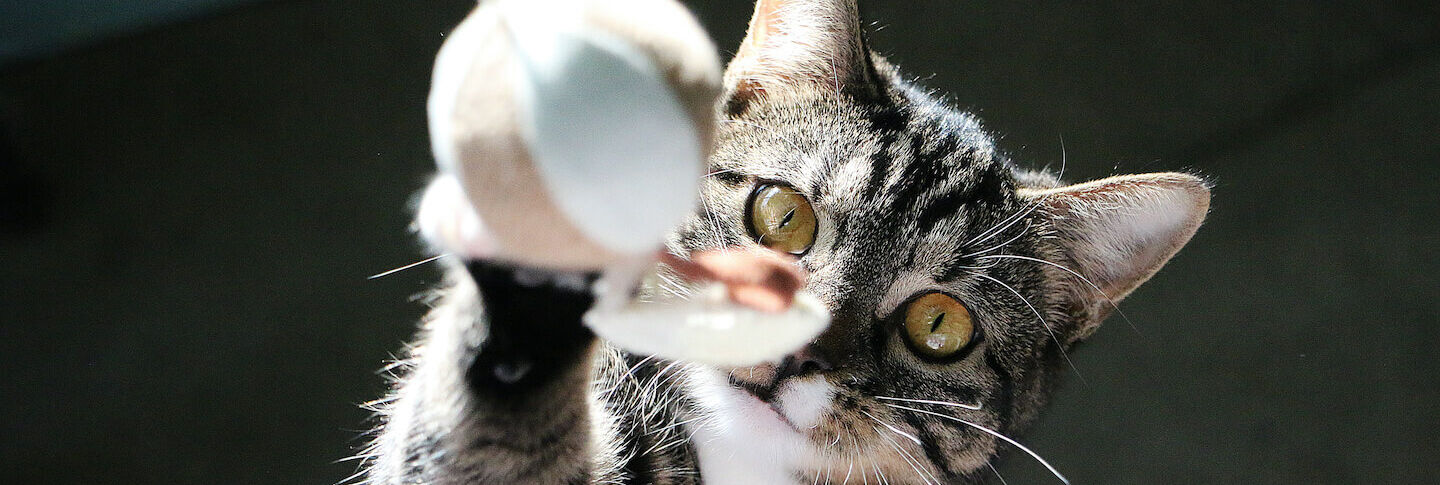 I benefici dei giochi interattivi per gatti