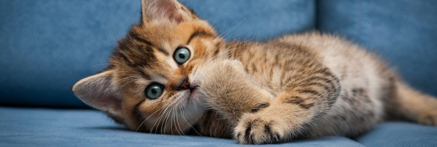 Perch&eacute; il gatto fa la pasta