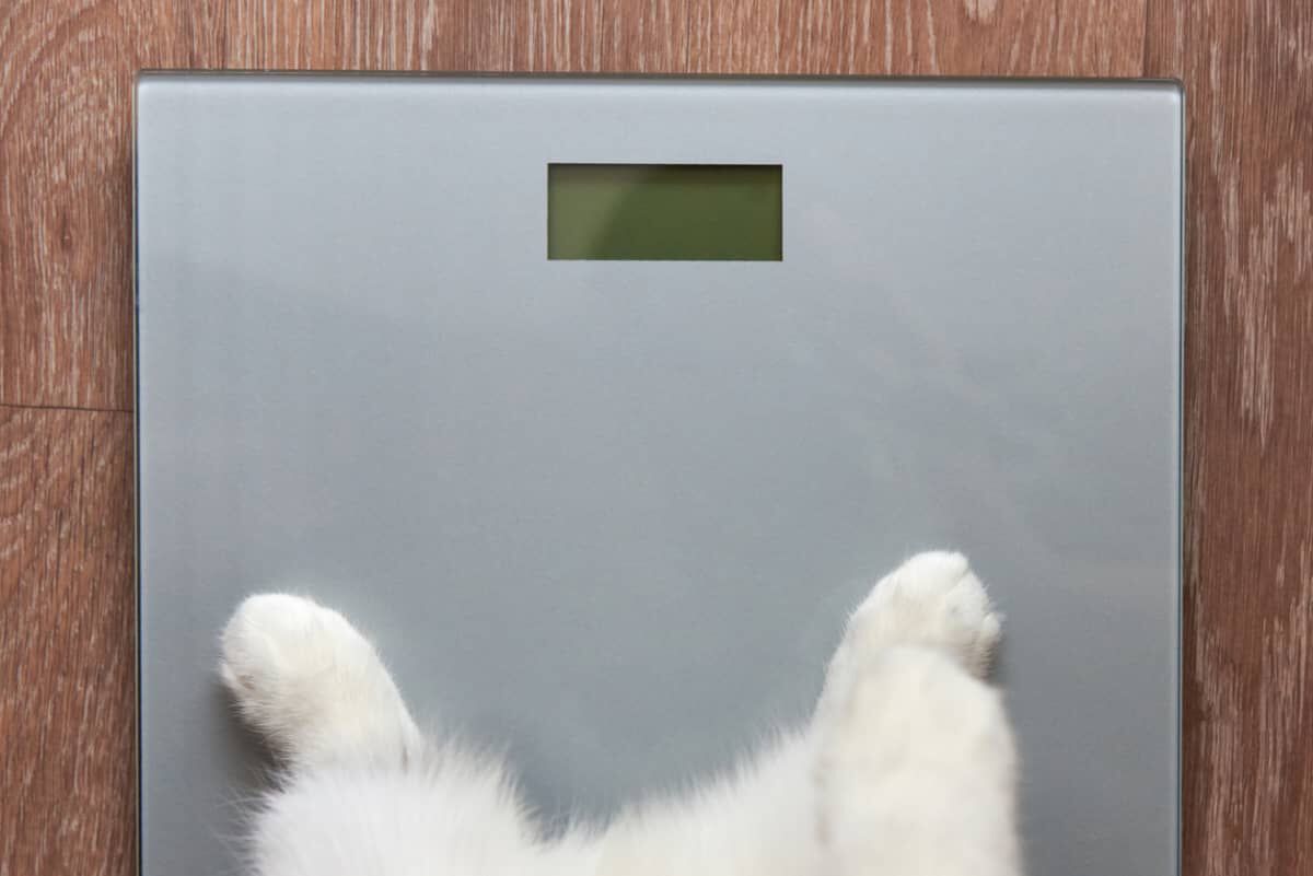 GATTI OBESI: COME COMPORTARSI?