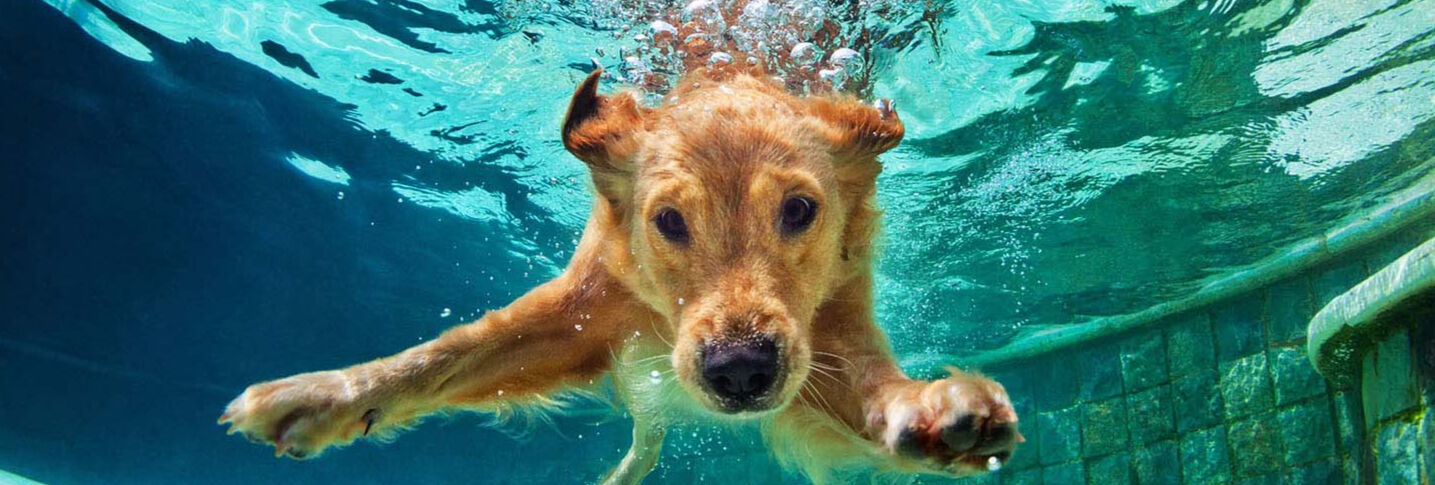 Qu&eacute; hacer si tienes un perro hiperactivo
