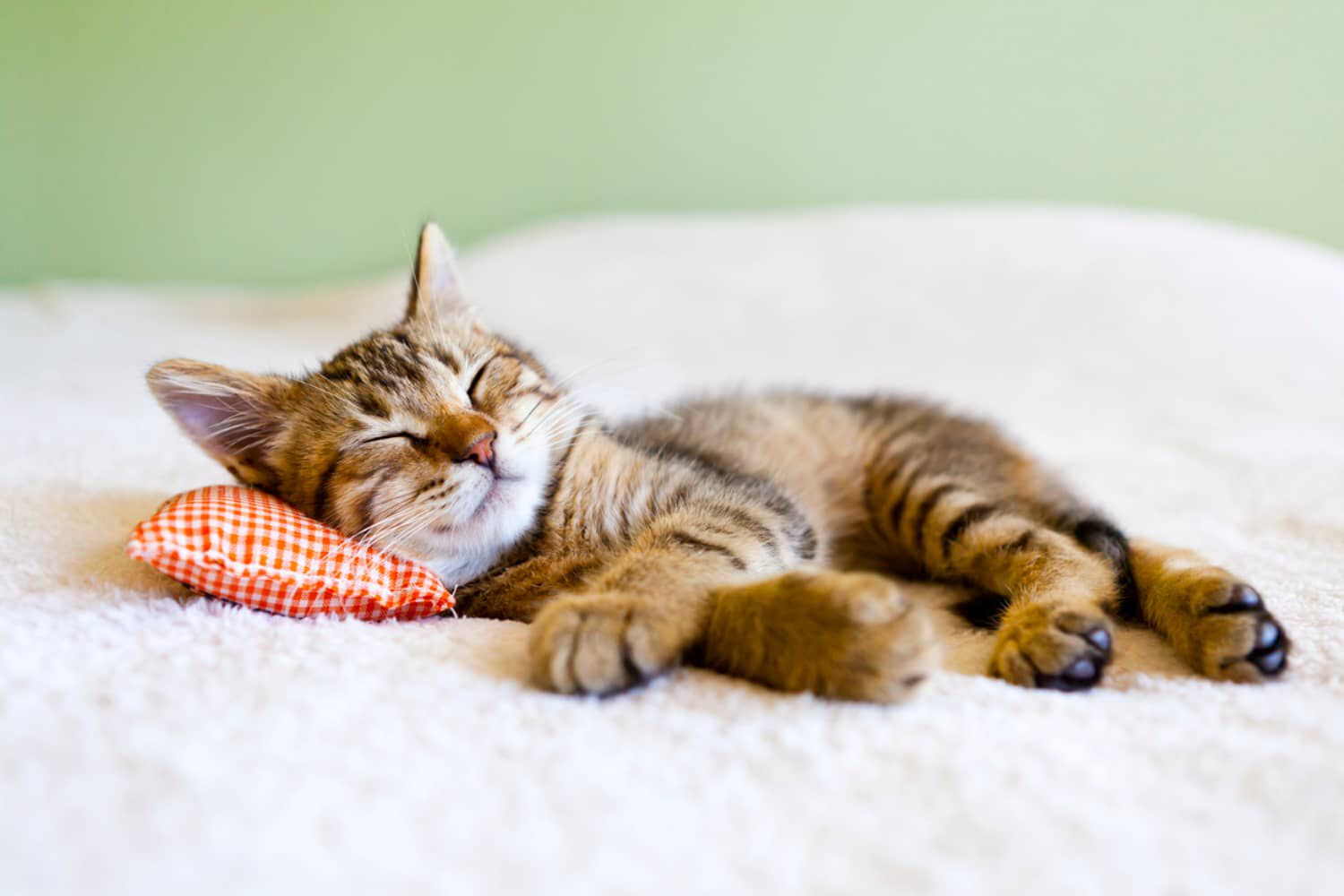 QUANTE ORE DORME UN GATTO?&nbsp;