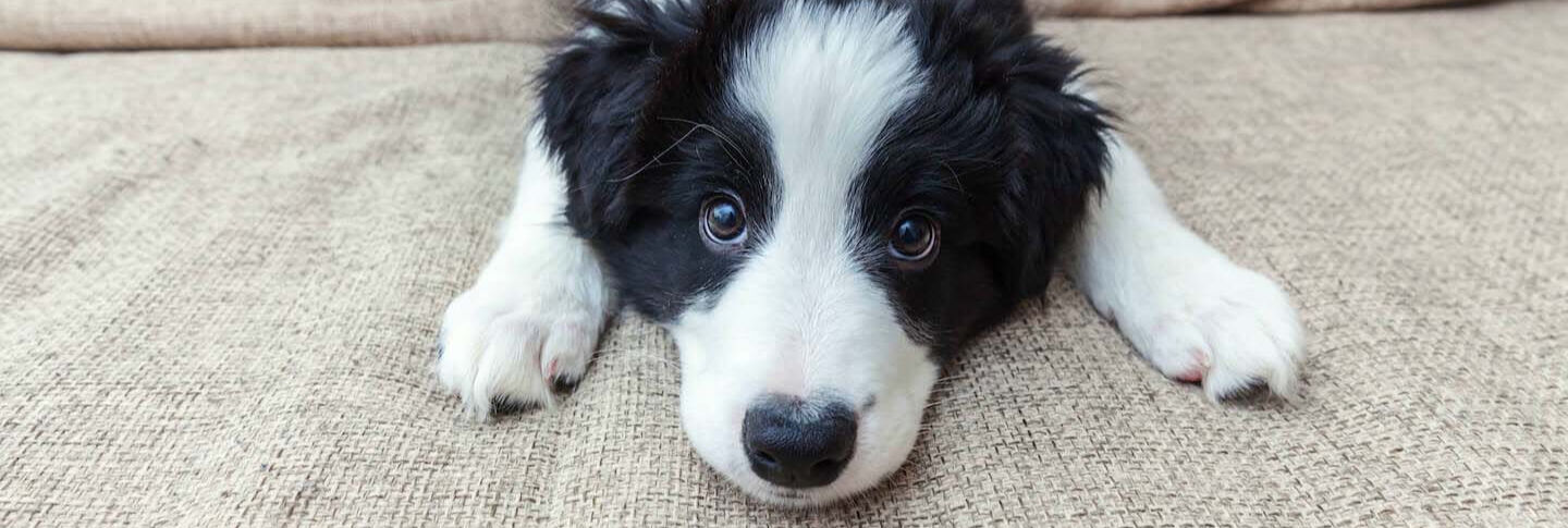 L&rsquo;arrivo a casa di un cane: cosa sapere