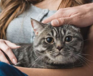 Image Link For Quanto vive un gatto? Quali sono i fattori che influiscono sulla vita media del nostro felino?