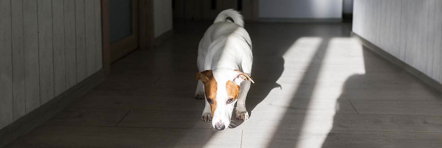 Giochi da fare con il cane in casa e all'aperto