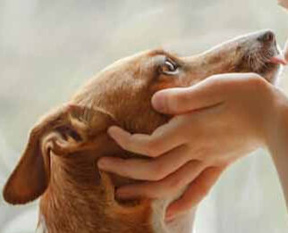 Image Link For Dogs are that are suitable for children: which are the best ones?