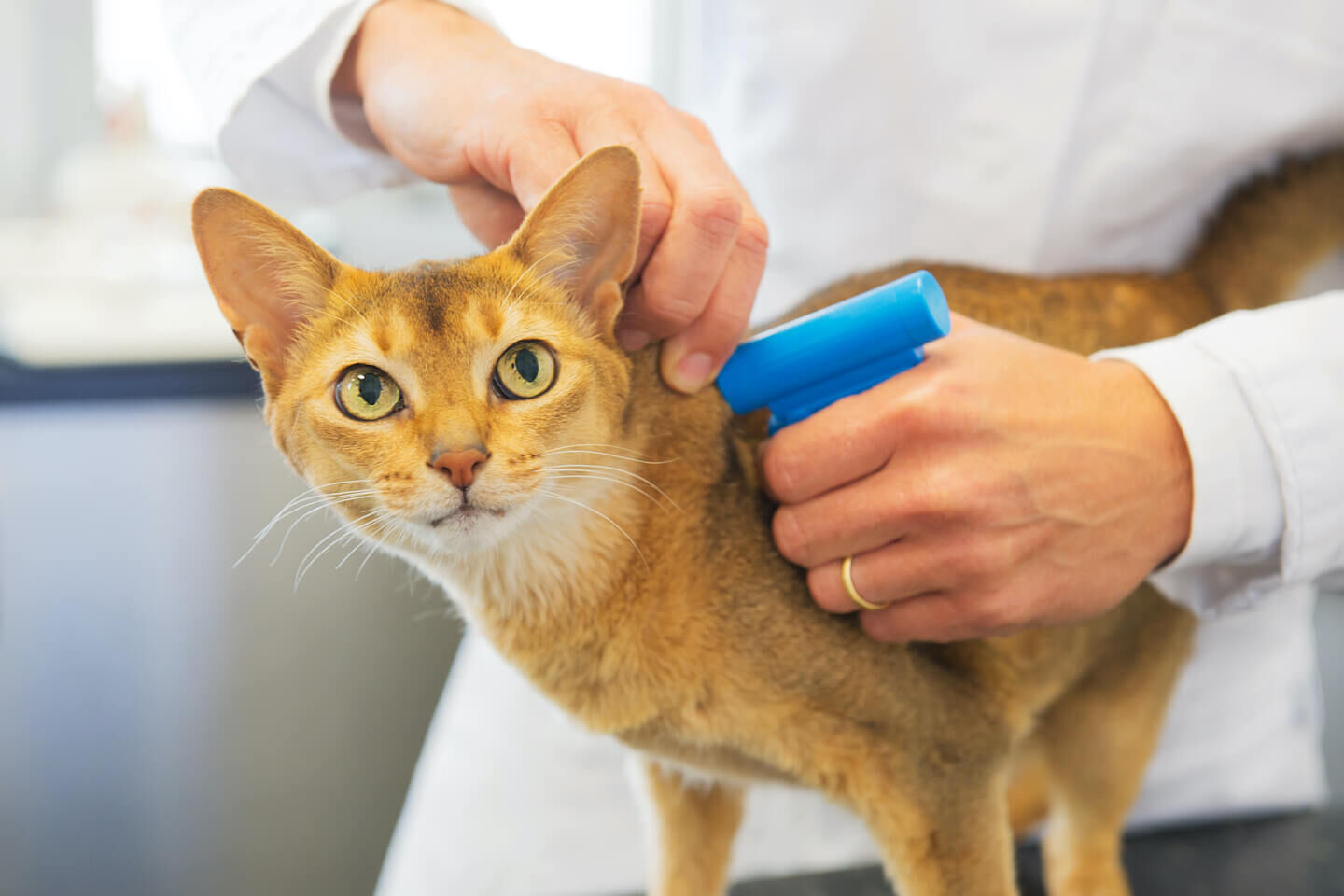 Microchip per gatti - Cos'&egrave; e come funziona