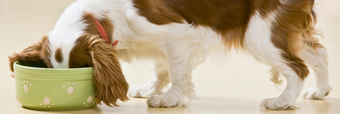&iquest;Qu&eacute; son los trastornos gastrointestinales en el perro?