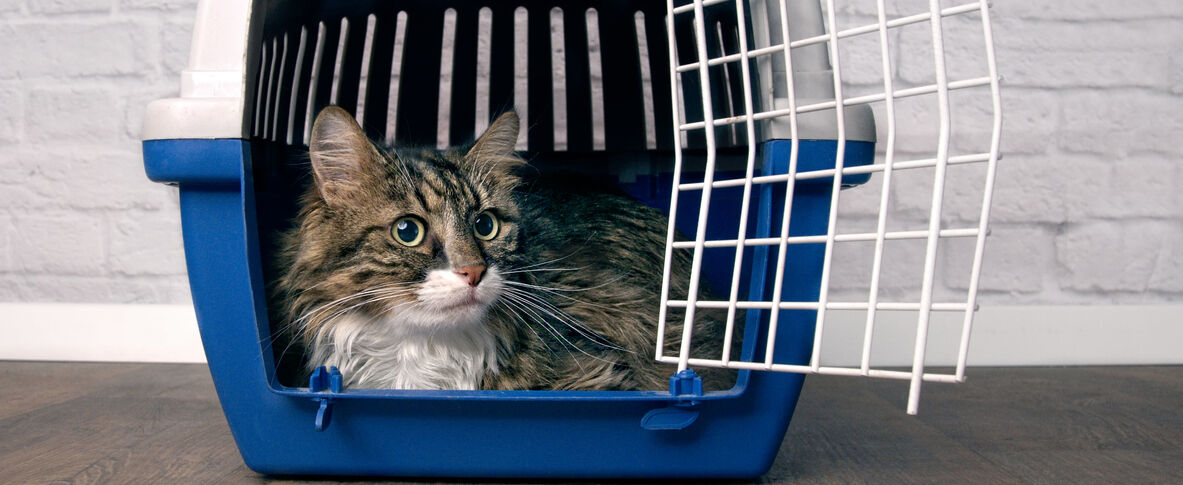 Travelling with your cat. Does your cat like to travel?
