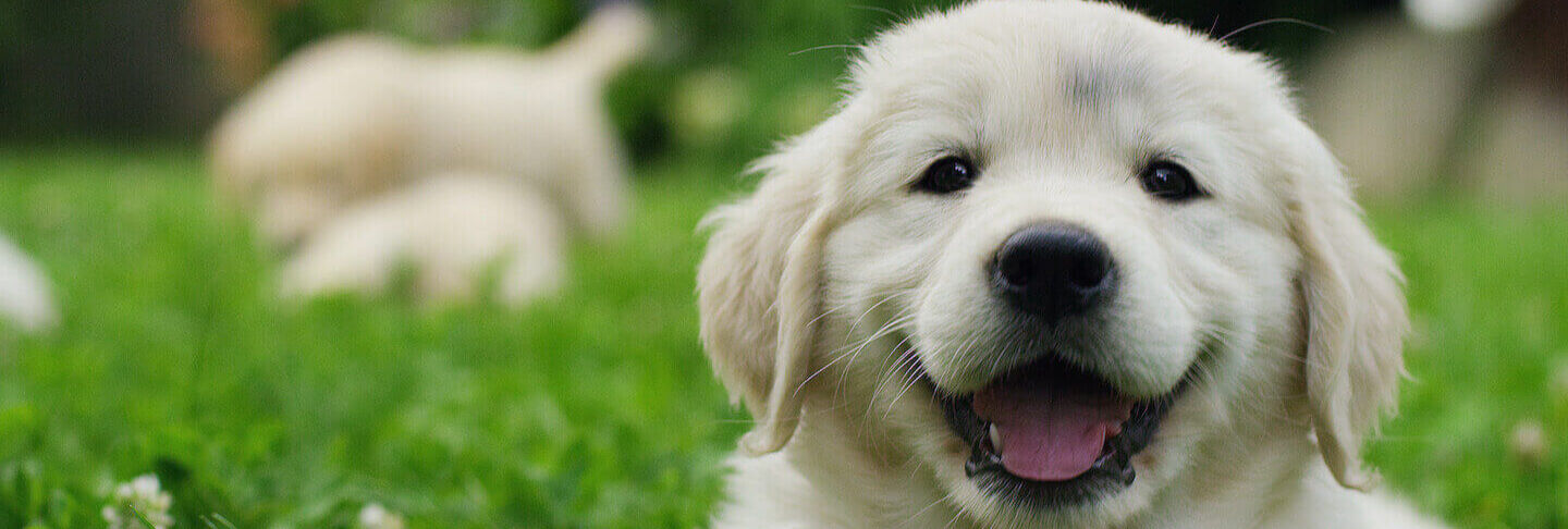 Cosa rende i  cani felici?