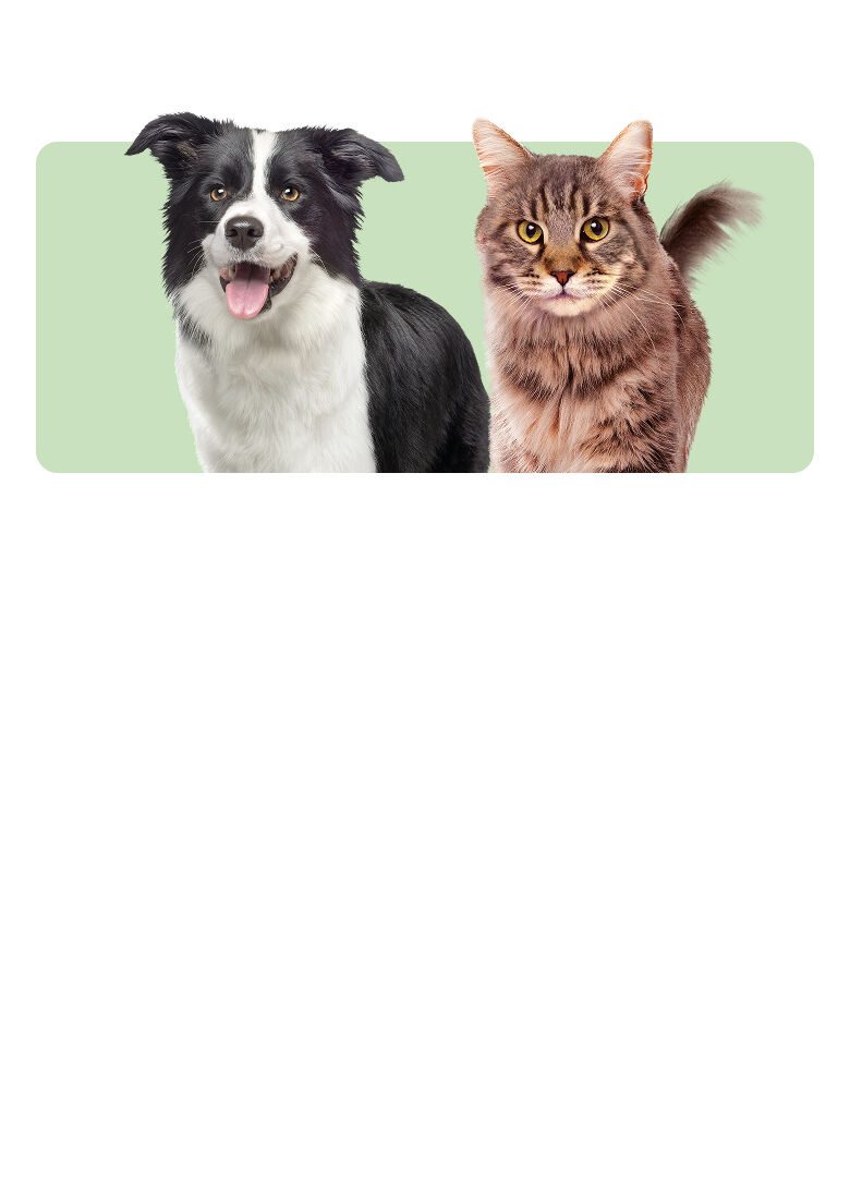 banner-dogcat-desktop.jpg