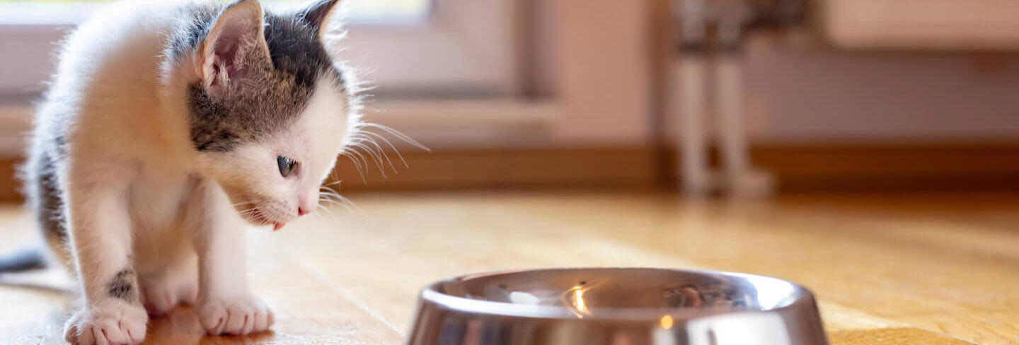 Quanto deve mangiare un gattino di un mese?