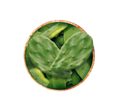 Concentrato di foglie di fico d'india