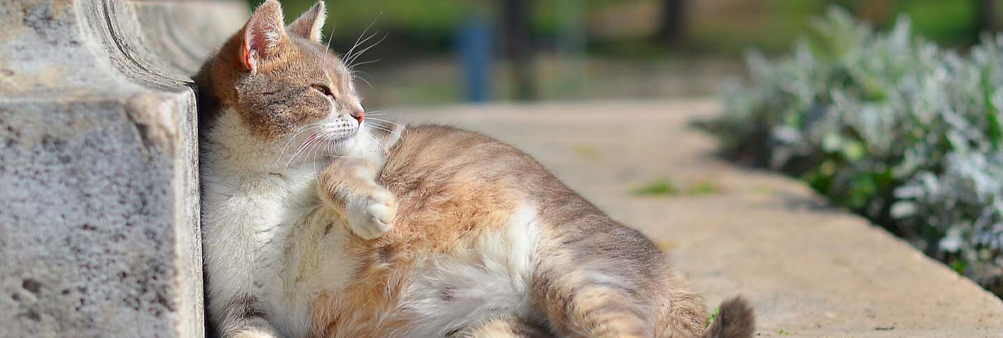 Cosa c'&egrave; da sapere sulla gestazione dei gatti