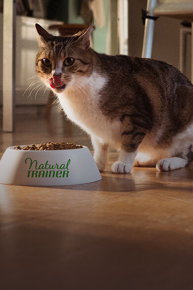 NT Home gato hero desktop.jpg