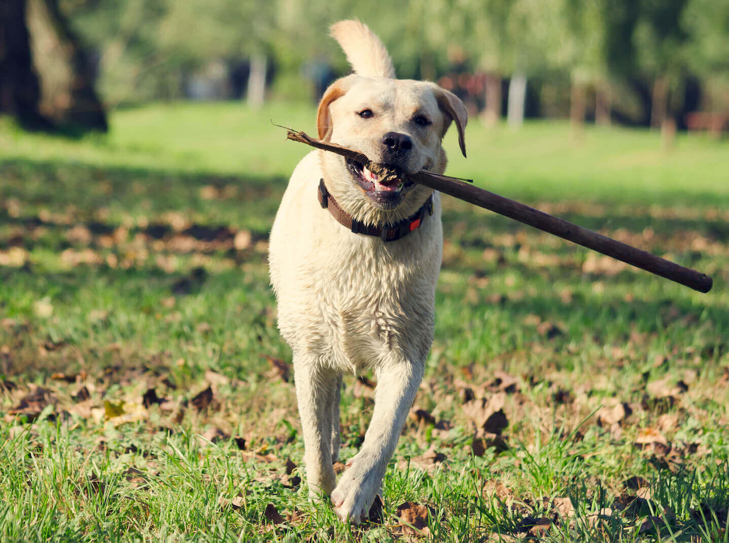 Come calcolare il peso del cane?