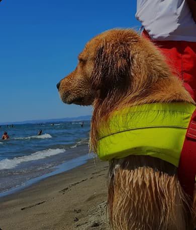 NT-banner-cani-eori-d.jpg