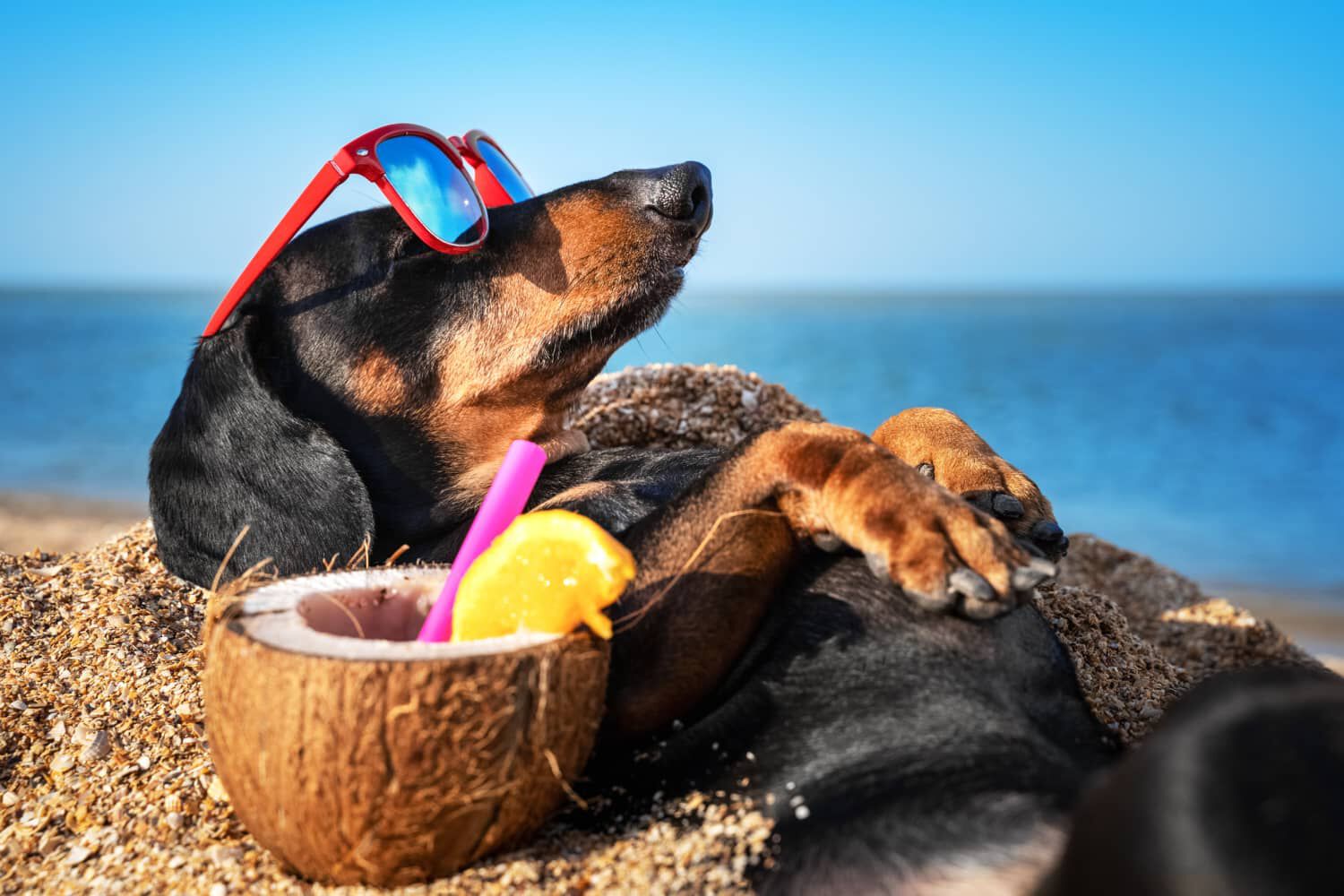Dove andare in vacanza con il nostro cane