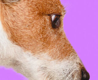 Image Link For Quanto cibo dare al proprio cane?