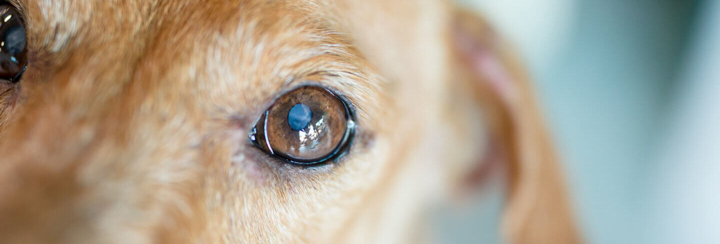 Le caratteristiche principali della vista del cane