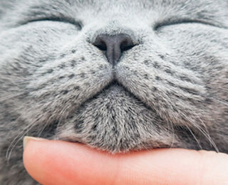 Image Link For The importance of looking after your cat's urinary tract 