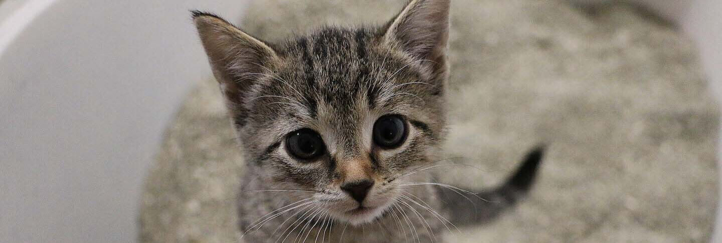 Come educare i gatti alla lettiera