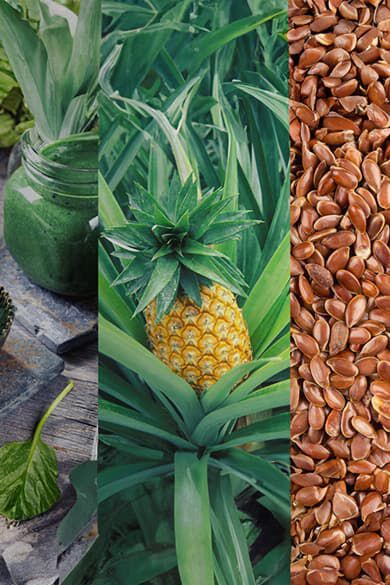 NT Ingredientes perro Header desktop.jpg