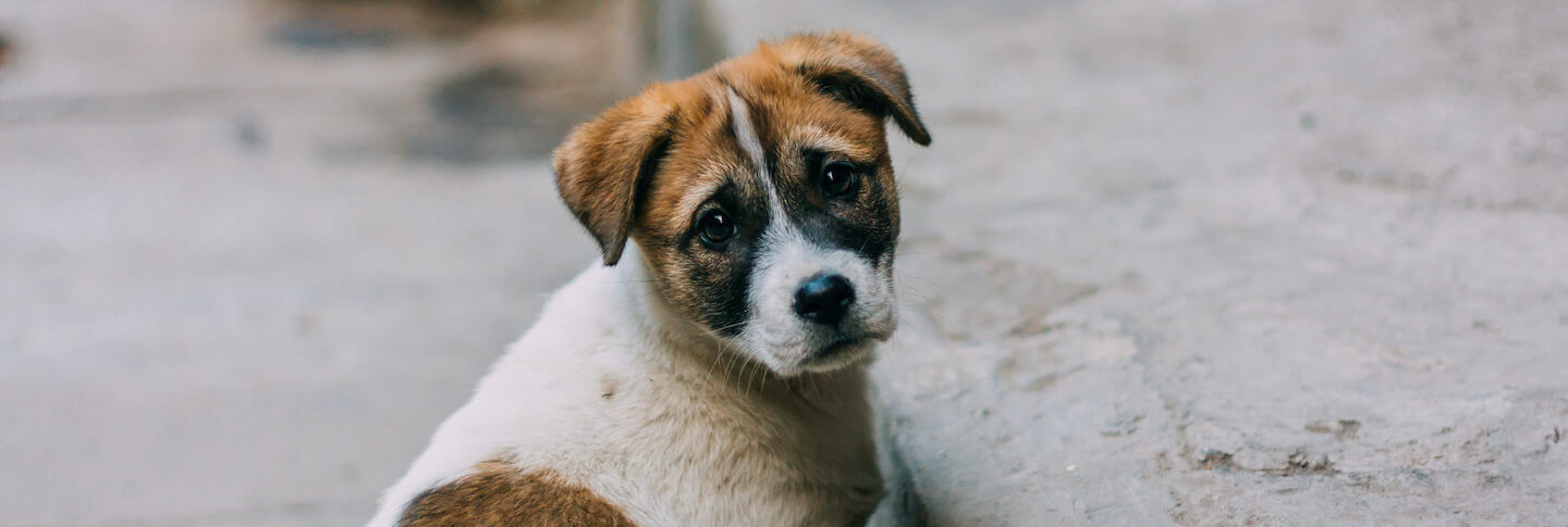 Come evitare l&rsquo;abbandono degli animali: l&rsquo;articolo 727 del codice penale