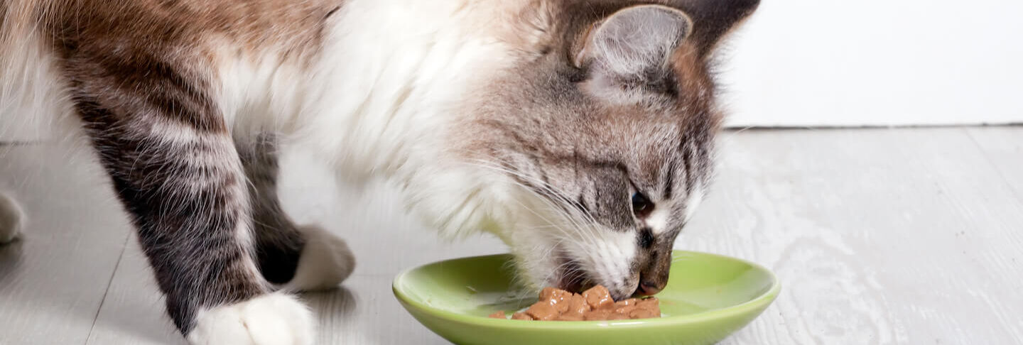 Alimentazione del gatto sterilizzato: guida completa e consigli utili