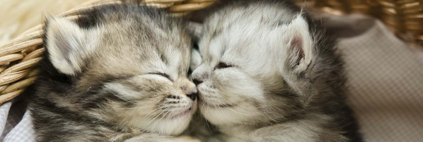 Vivir con dos gatos en casa