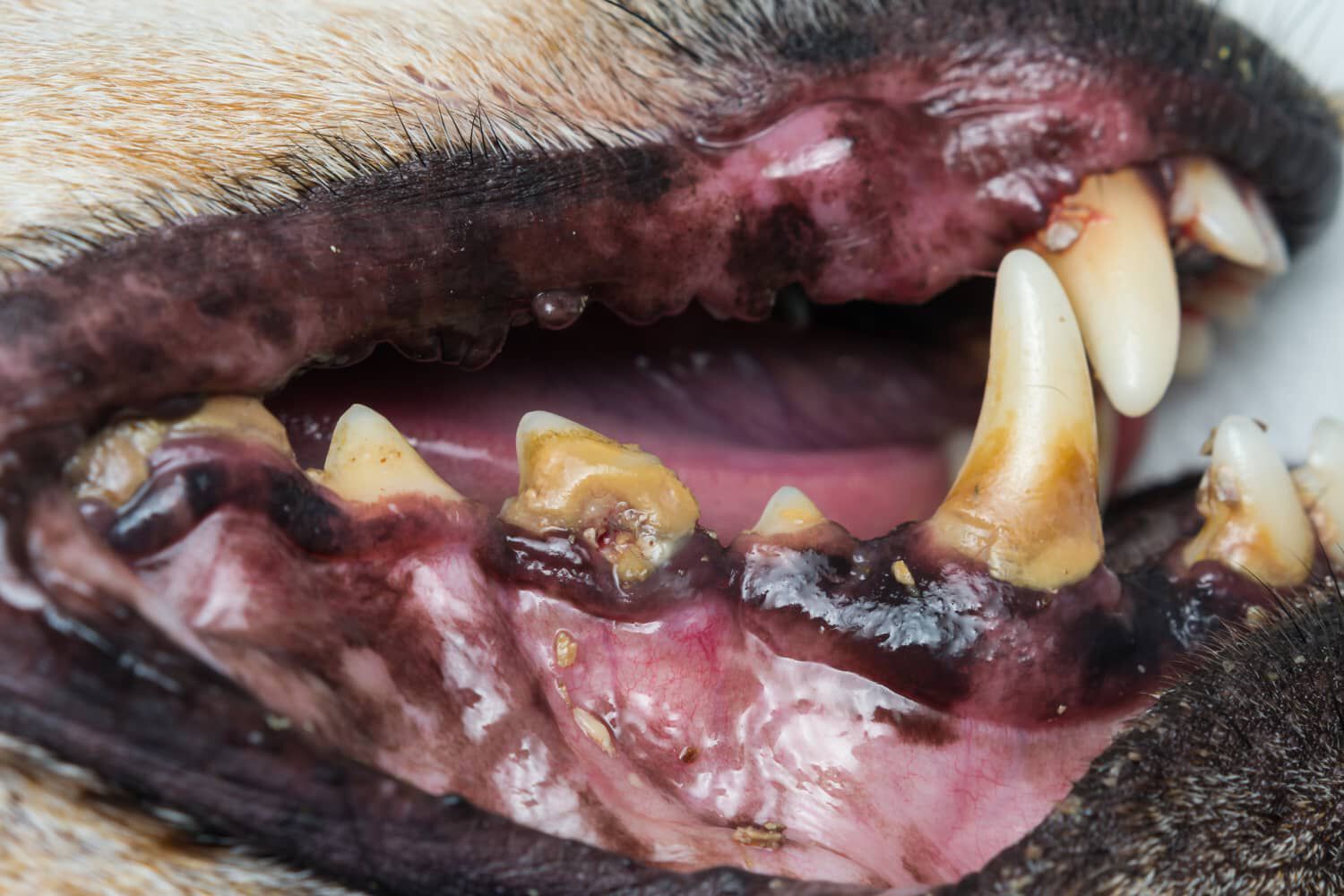 Le cause e i rimedi per l&rsquo;alito cattivo del cane