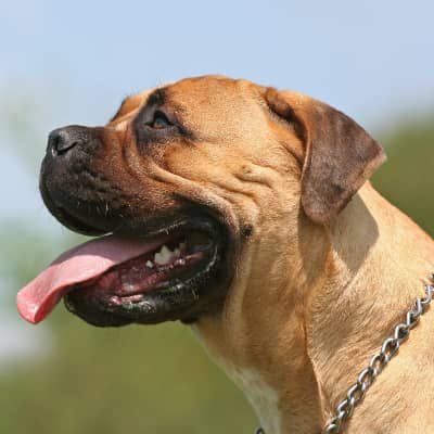 Lingua del cane fuori: cosa significa?