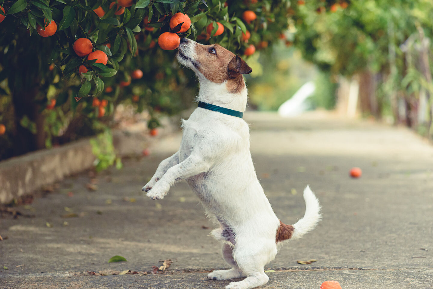 Si pu&ograve; dare la frutta al cane?