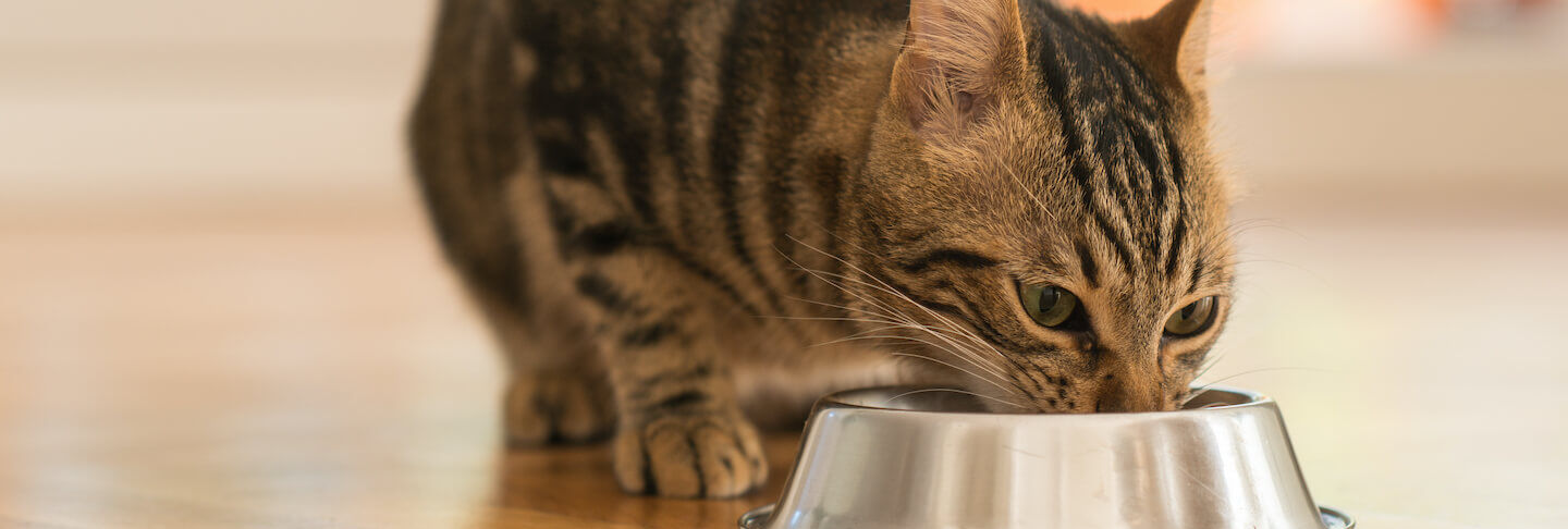 Miglior cibo umido per gatti: come scegliere l&rsquo;opzione pi&ugrave; adatta