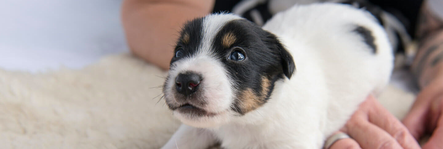 Quando aprono gli occhi i cani? 