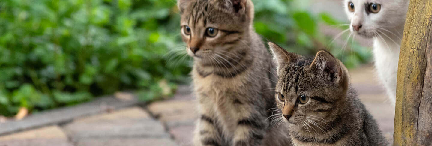 Come addomesticare un gattino selvatico? 