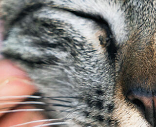 Image Link For Spaying your cat: tips on keeping her healthy, even after surgery