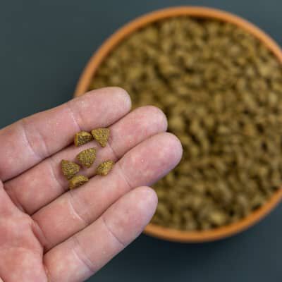 COME NUTRIRE UN GATTO STERILIZZATO