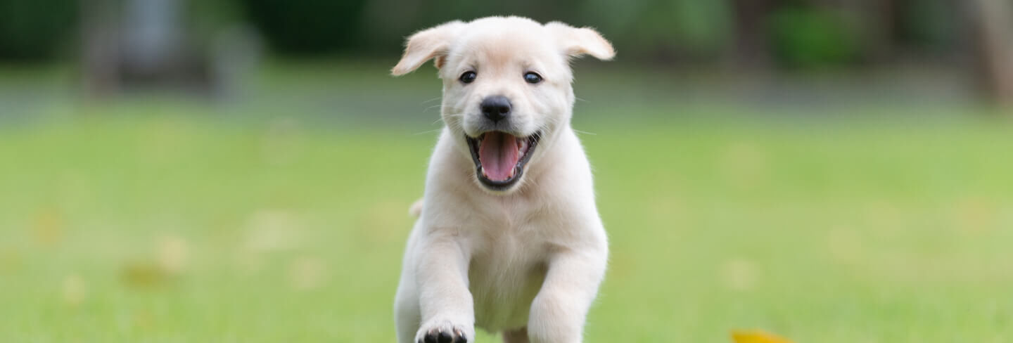 Consigli pratici su come svezzare un cucciolo