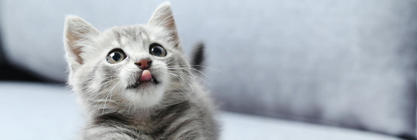 Come svezzare un gattino: tutto ci&ograve; che bisogna sapere