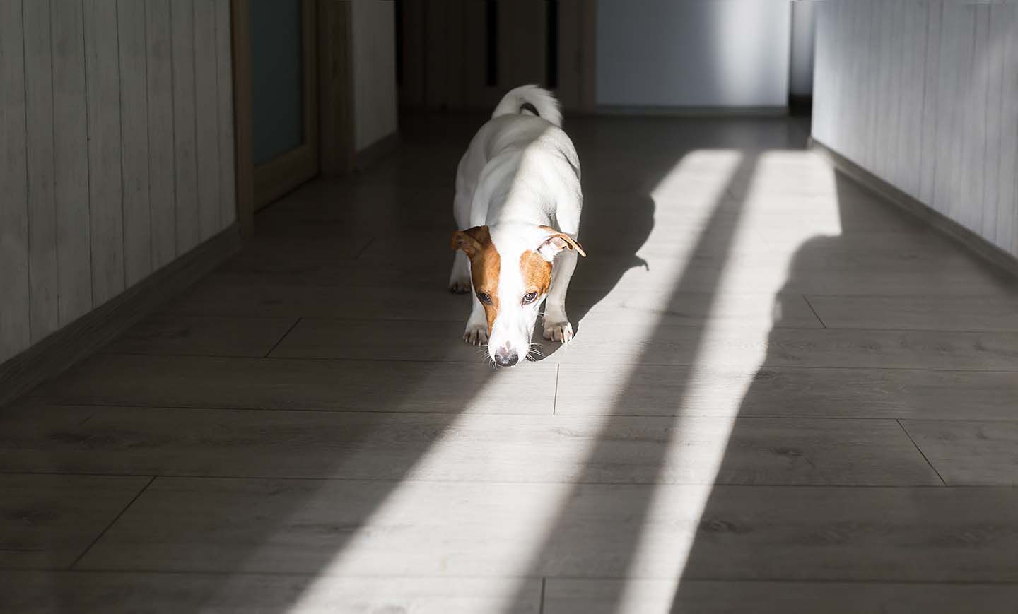 Giochi da fare con il cane in casa e all'aperto
