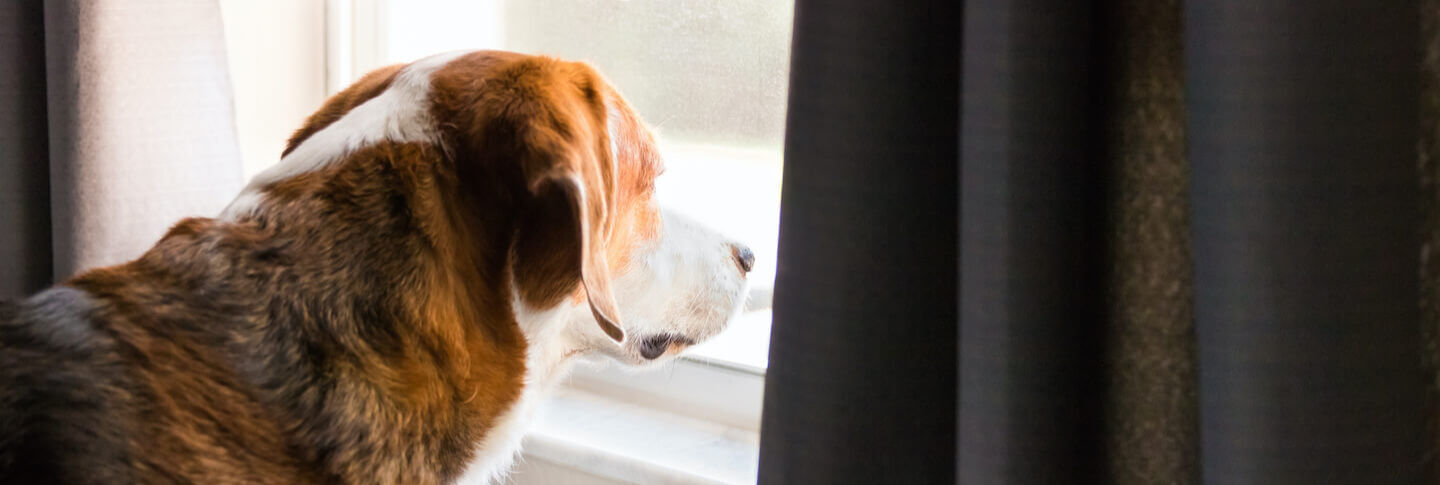 Perch&eacute; un cane gira per casa
