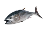 With Tuna