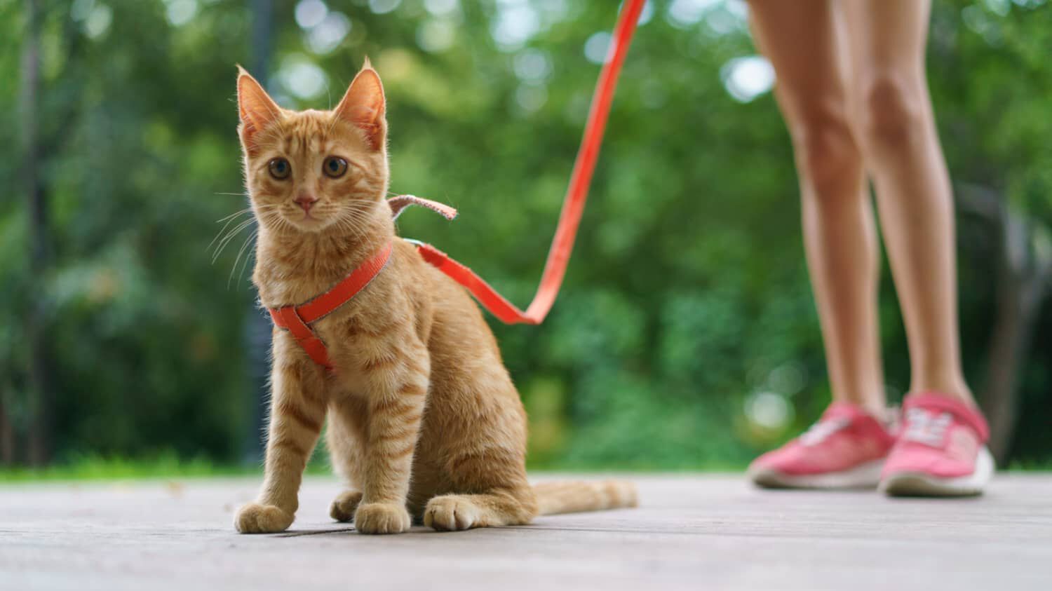 COME ABITUARE IL GATTO AL GUINZAGLIO