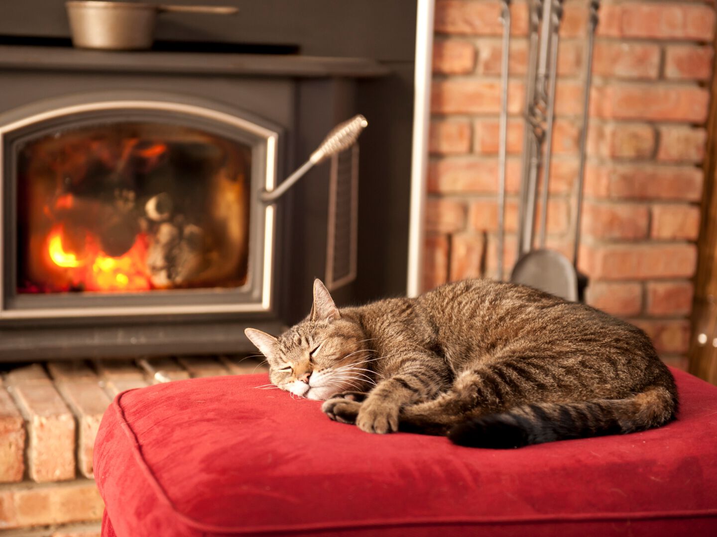 Consigli per i gatti in inverno