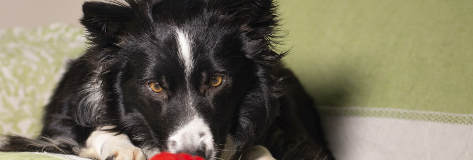 La cura degli animali durante la quarantena COVID-19