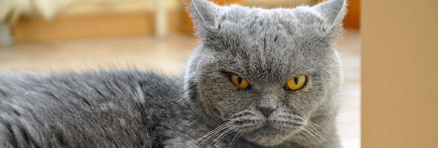 Come capire se il tuo gatto &egrave; stressato 