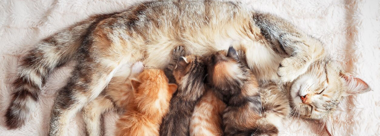Weaning kittens: how and when it happens 