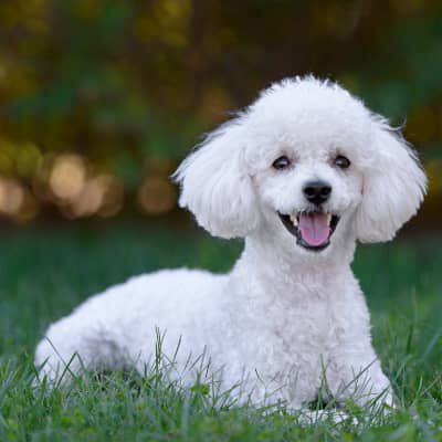 Image Link For CANI CHE NON PERDONO PELO: QUALI SONO I MOTIVI?